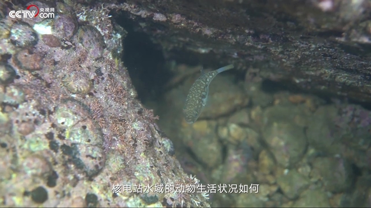 大亞灣核電站水域的動物會受到輻射影響嗎？環(huán)境工程師告訴你答案